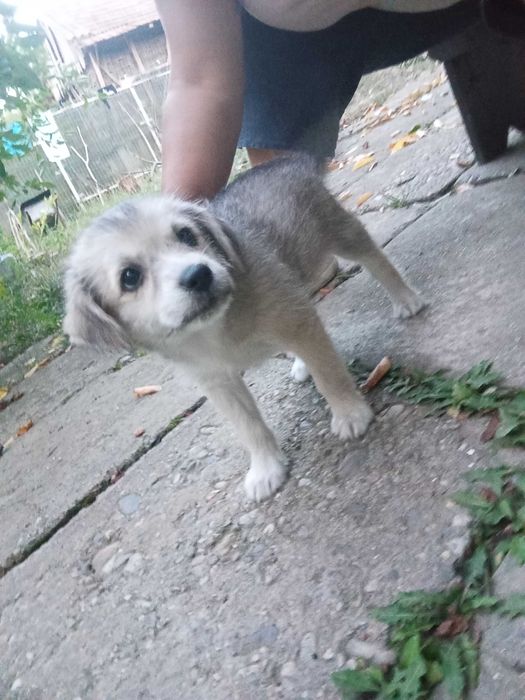 Căței adopție donatie