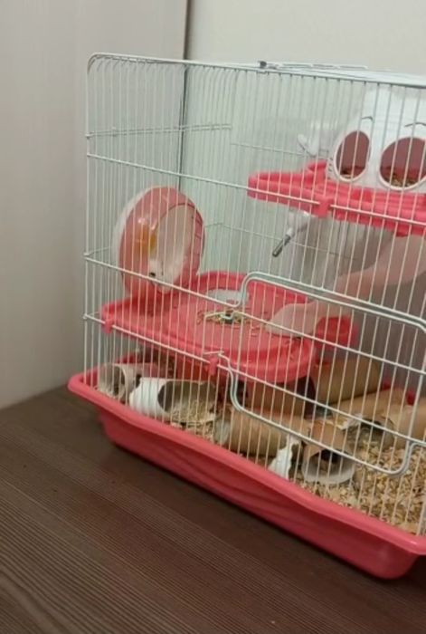 Клетка для хомяка