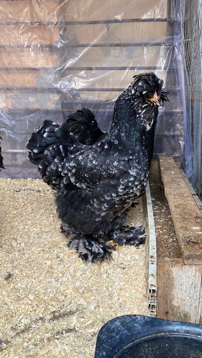 1+3 Troyka chorniy almaz Brama zotli 
 1+1