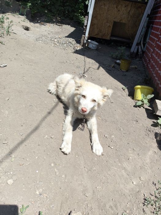 Отдам девочку охраницу