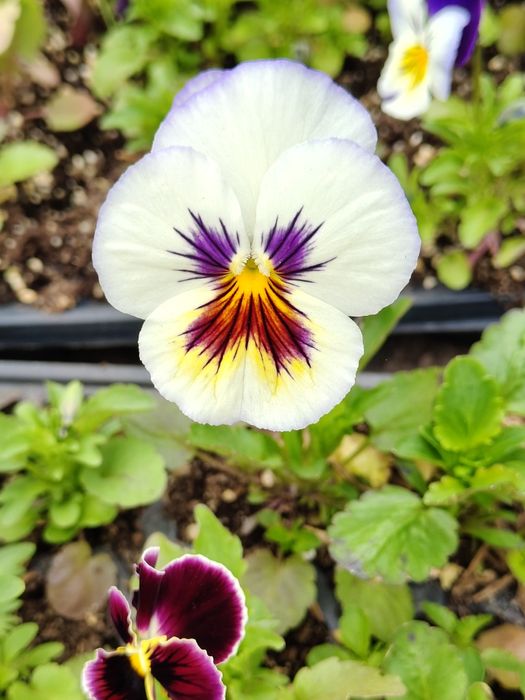 Продавам теменужки