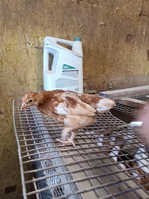 Продам цыплят ломан Браун