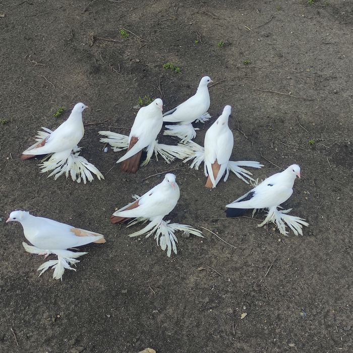 Голуби домашние (персы)