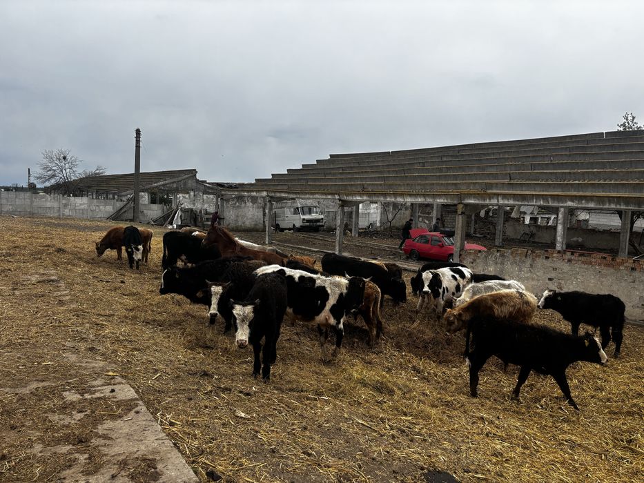 Bovine de vanzare