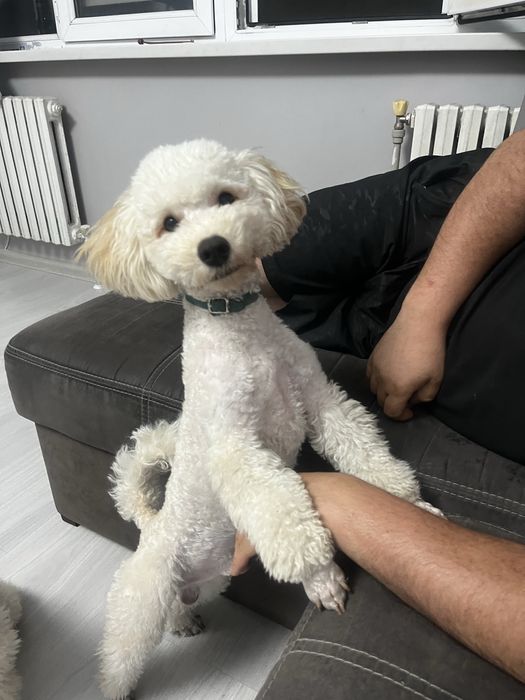 Карликовый пудель