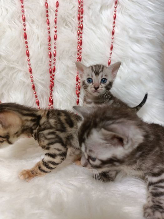 Продам бенгальских котят мальчик и девочки
