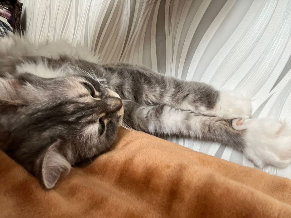 Отдаём хорошие руки кошку