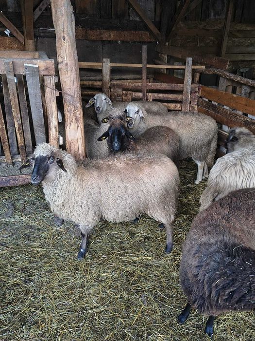 Vând oi tigăi + miei