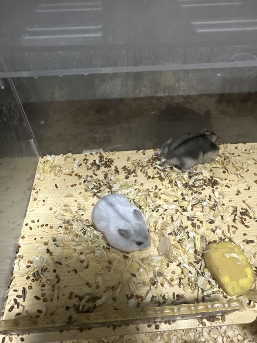 Грызуны Хомяк сатылады