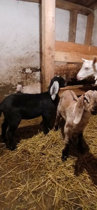 Pereche iezi anglo nubieni!