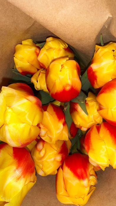 Тюльпаны голландские высокие