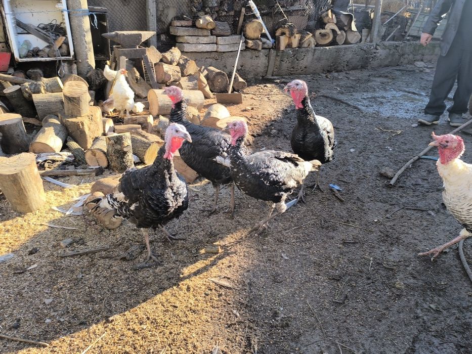 Продават се Пуйки