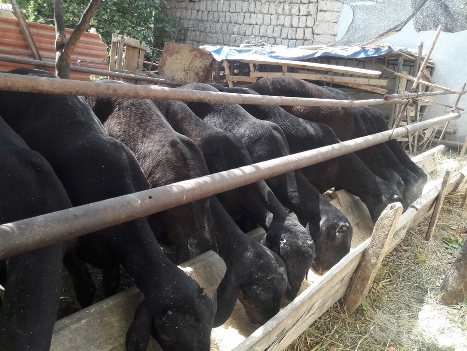 Qoy sotiladi bor