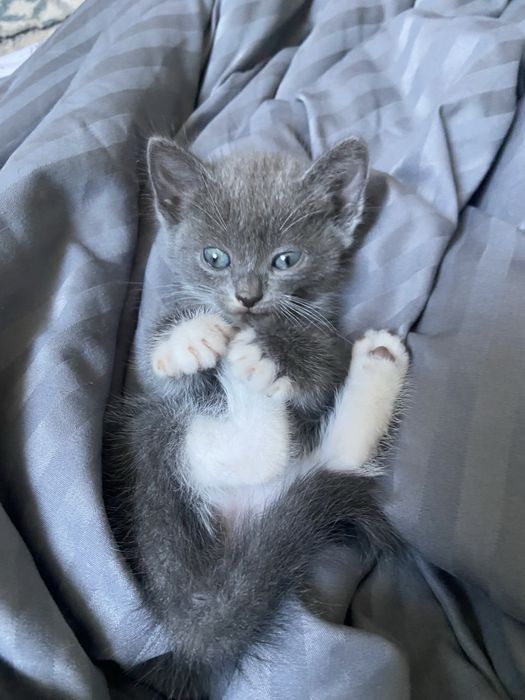 Отдам котенка даром