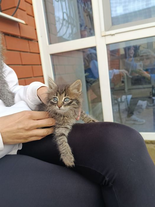 Отдам в добрые руки котенок 1 месяц , мальчик