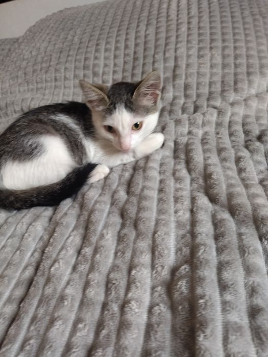 Отдам в хорошие руки,