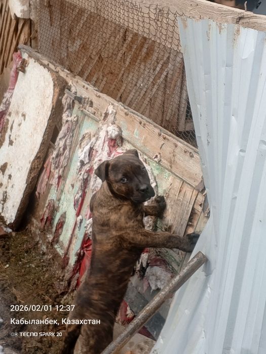 Щенок кане корсона