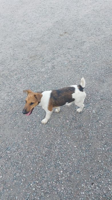 Фокстерьер кобель