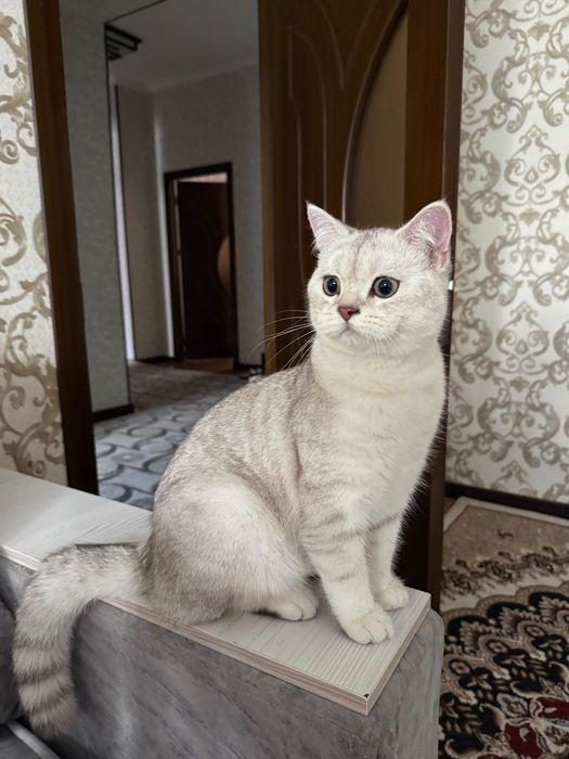 Продается чистокровный британский кот (британская шиншилла)
