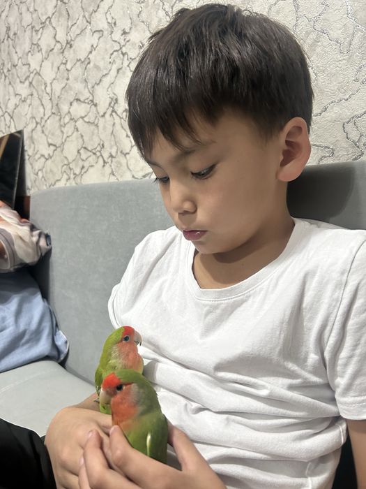 папугай не разлучники