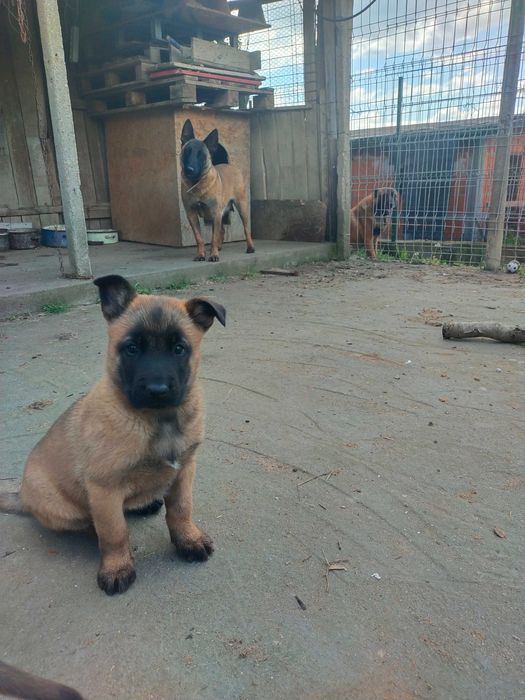 Ciobanesc belgian MALINOIS