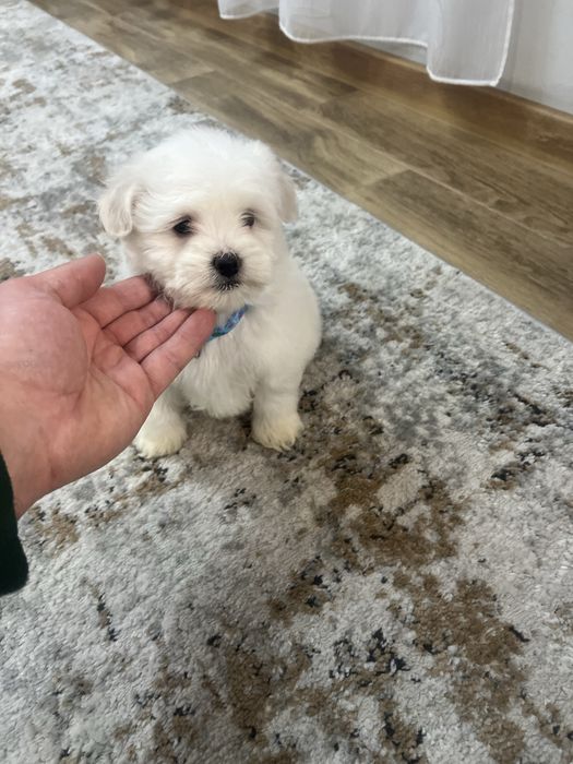 Baietel Bichon Maltez