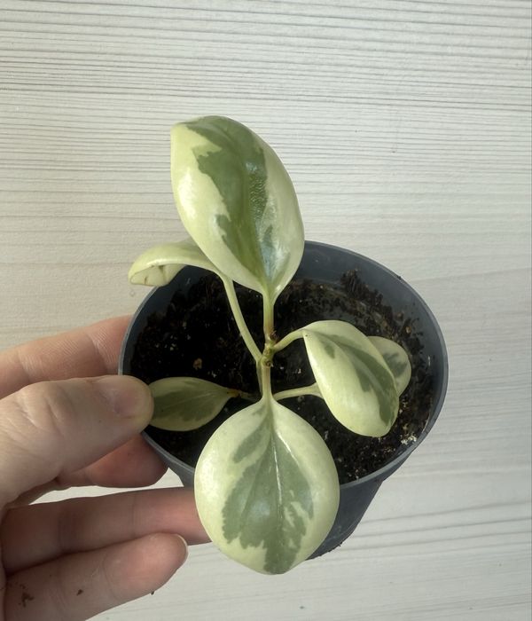 Продам цветы домашние