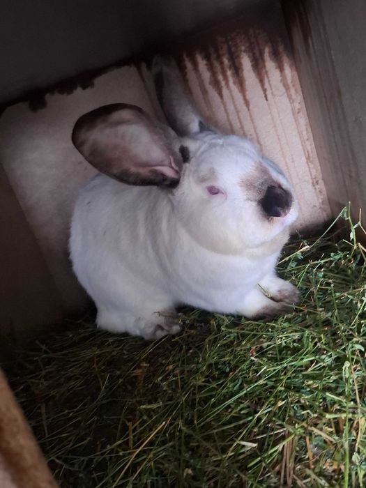 Iepuri berbec german si urias de transilvania