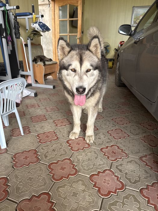 Маламут для вязки