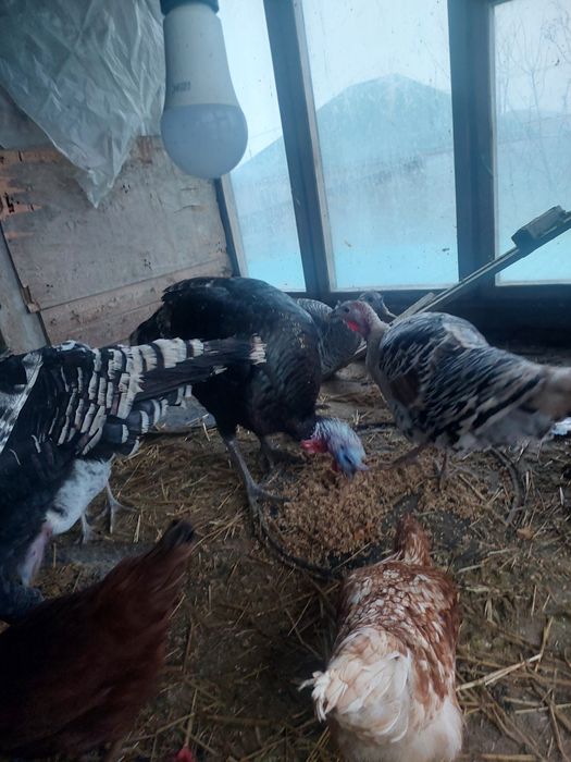 Туйе тауыктар сатылады