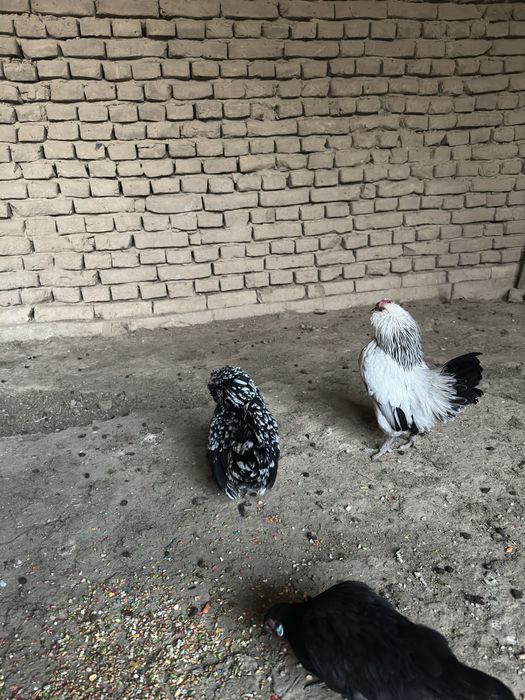 Yapon tovuqlar sotiladi 1juft