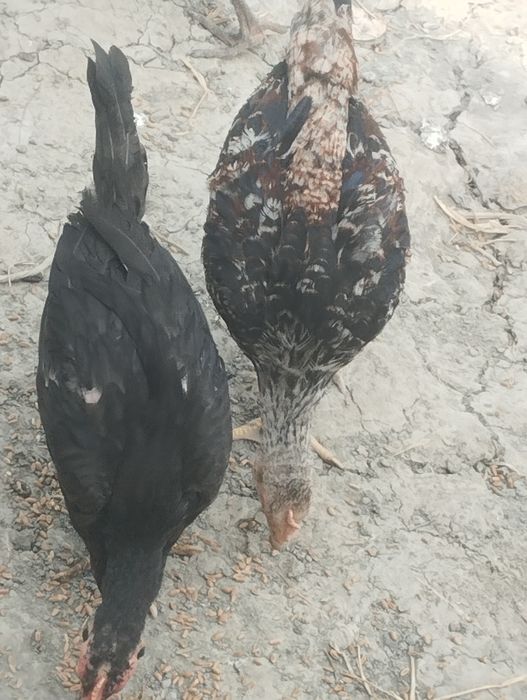 Mana shu xõrozni jujalari sotiladi