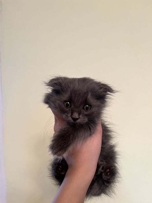 Ищем котятам хорошего хозяина
