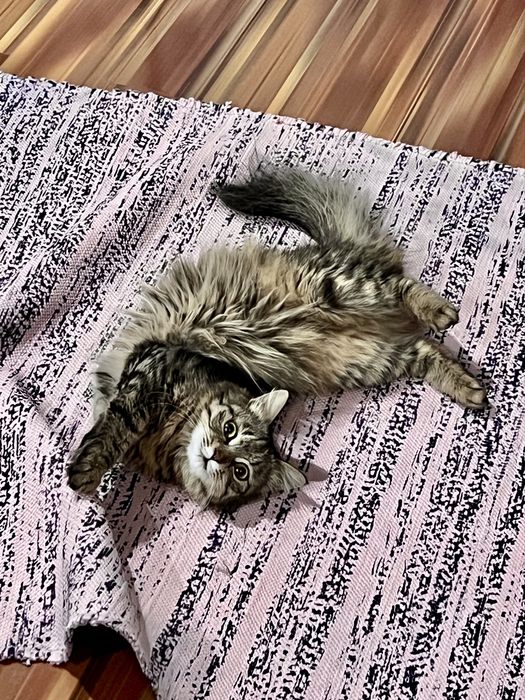 Котенок девочка - Симка!