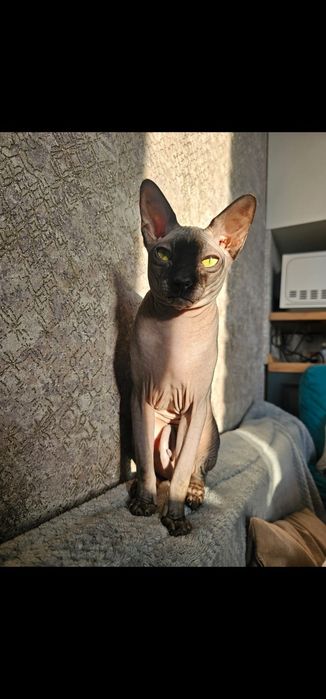 Вязка сфинкс 1,7года