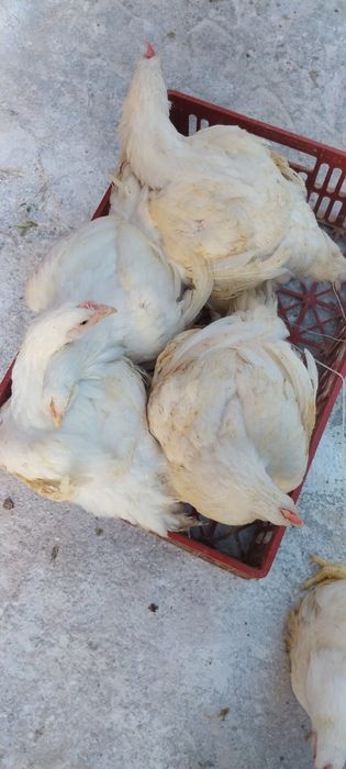 Pui alb  pentru sacrificat
