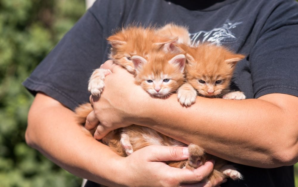 Рыжие солнышко котята Мейн Кун