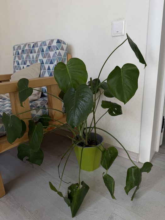 Монстера большая