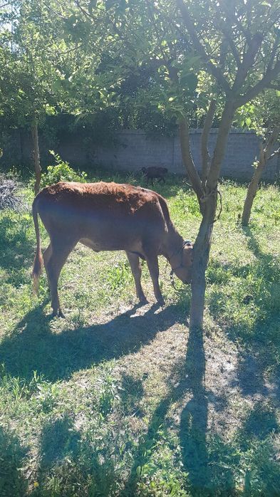 Gibrit gunojin sotladi eston paroda