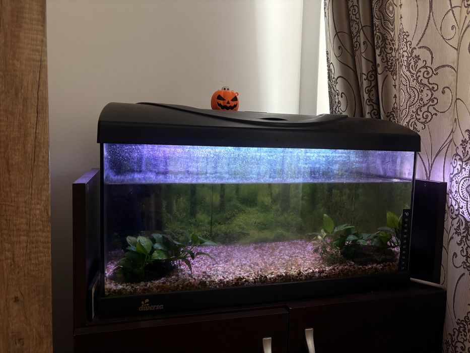 Acvariu Diversa, 60l, cu tot cu accesorii