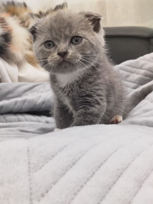 Шотландские котятки