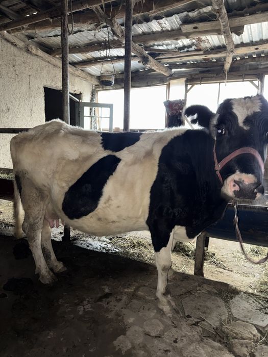 Mol sotiladi ona bacha