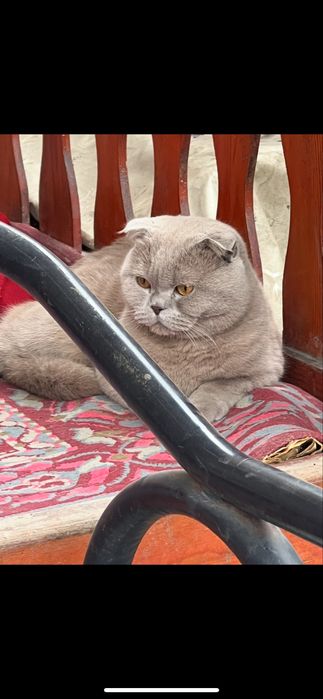 Кот шотландский вислоухий крассавец