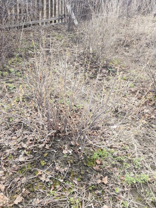 продам кусты черной смородины