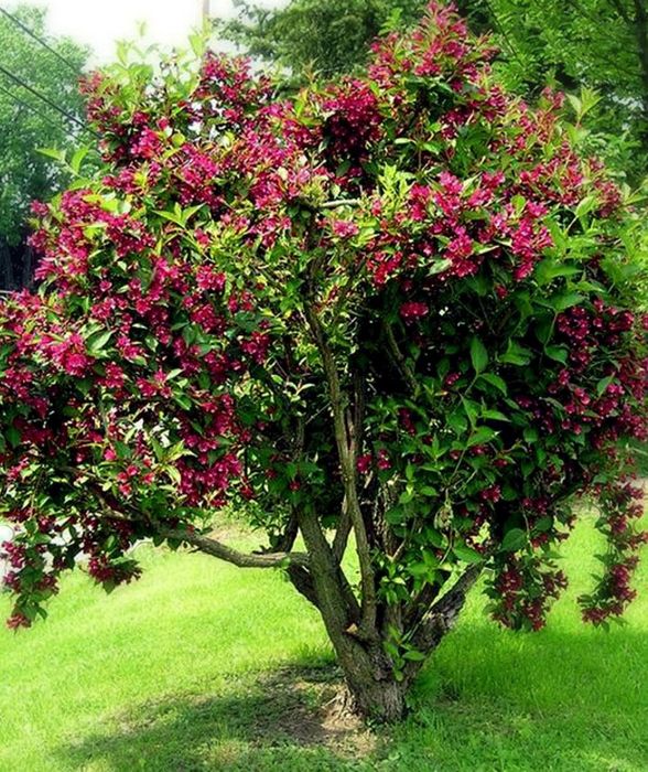 Weigela All Summer Monet"Copac
