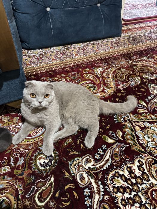 Кошечка очень умная, здоровая, паспорт есть