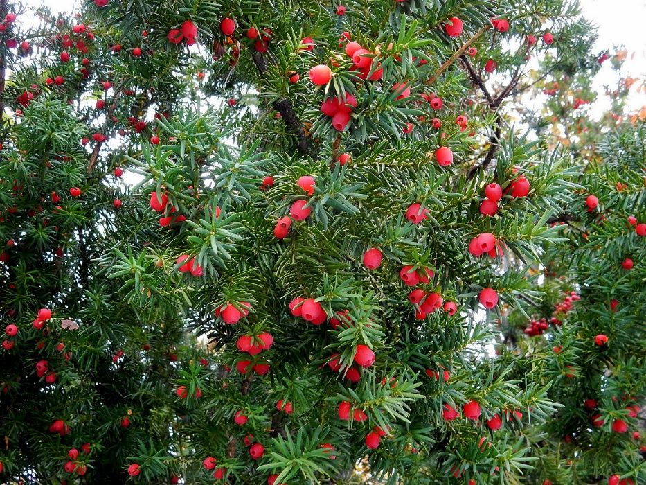 Семена и фиданки. Секвоя Бор Смърч Кедър Ела Тис Кипарис Туя Араукария