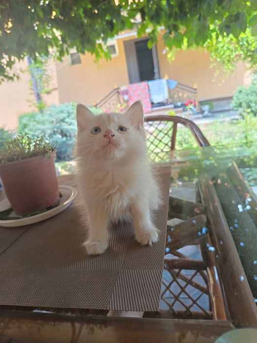 Котята Турецкая ангора