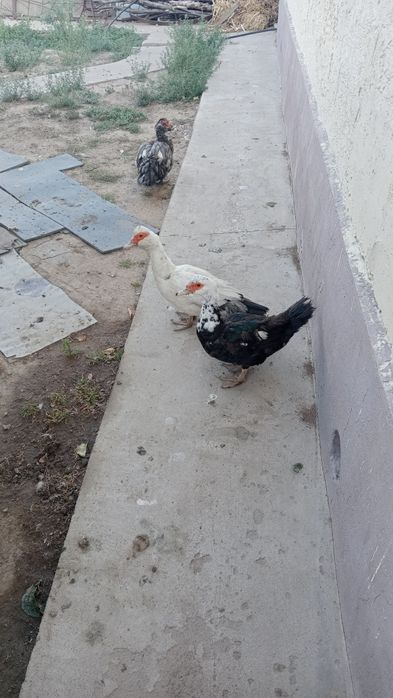 Тауықтар сатылады