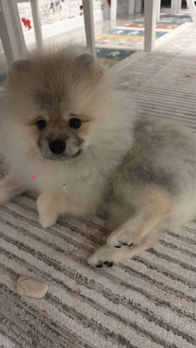 Шпиц, кабель,чистая, в хорошие руки